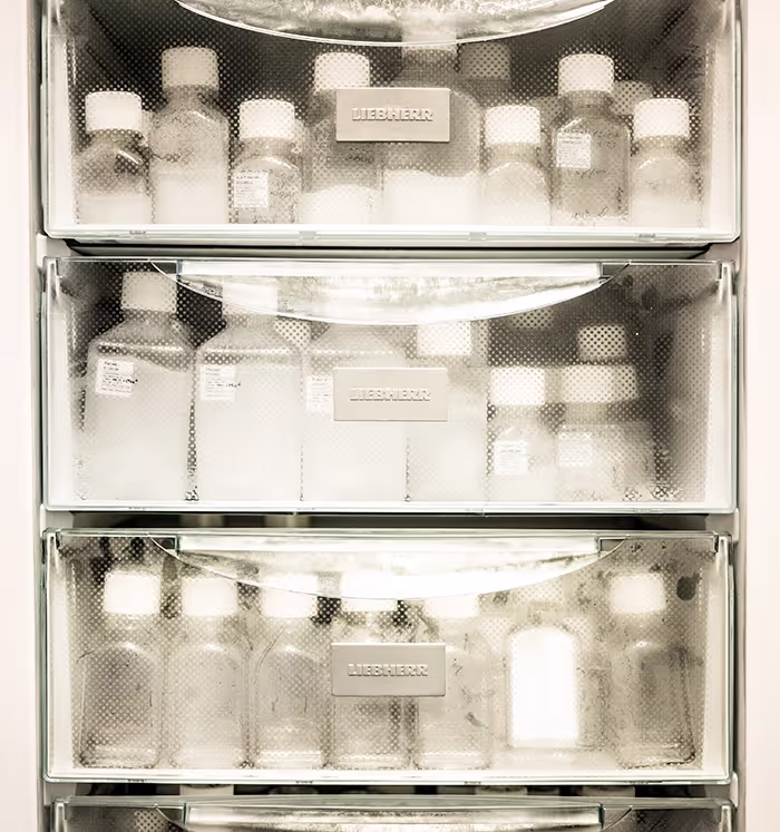 Frozen plasmid DNA