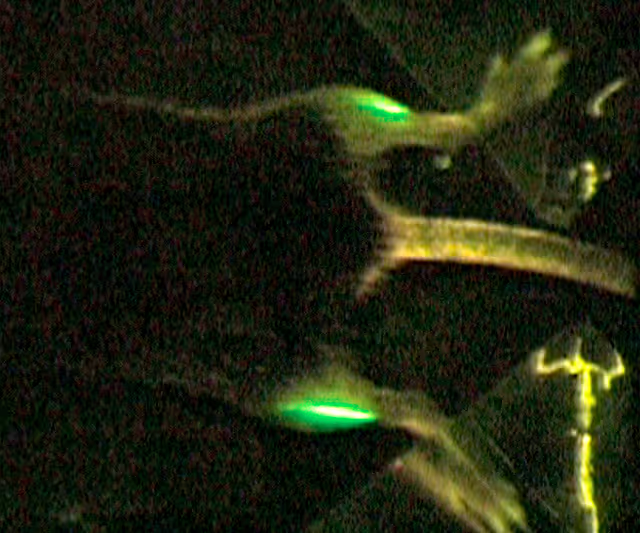 GFP expression in skeletal mouse muscle