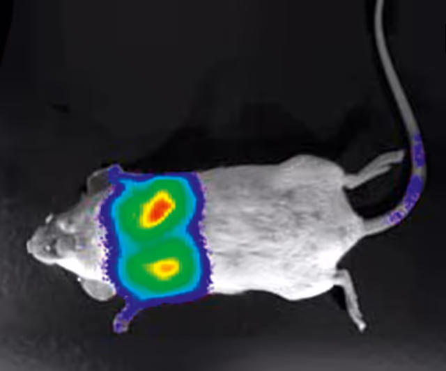 luc expression in mouse lung